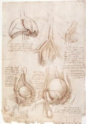 Anatomy Studies: Lungs, Bladder...